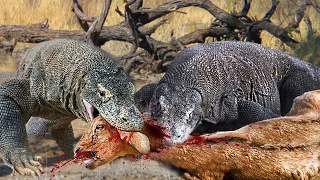 Brutal Hunt - Komodo Dragons Attack And Eat Alive Deer - Komodo Vs Deer