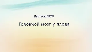 Исследование головного мозга у плода