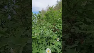 Доброе утро из Байконура🌿