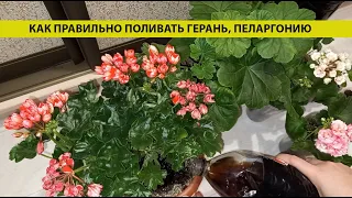 How to properly water a Geranium or Pelargonium at different stages of flower development