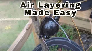 Air Layering Fruit Trees Tutorial for Beginners! 100% Success! #airlayering