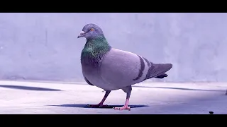 Emmit Fenn - Who Dat (Official Pigeon Music Video)