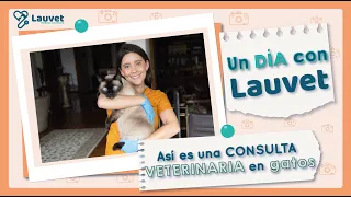 CONSULTA VETERINARIA EN GATOS | Un día conmigo - Lauvet