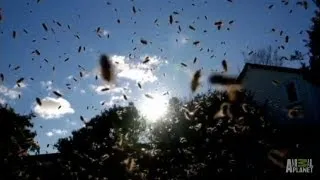 Attack Of the Honeybees | Infested!