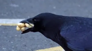 VERY CLEVER CROW/ BARDZO SPRYTNA WRONA