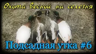 Подсадная утка и охота с ней #6. Удачная охота весной на селезня кряквы. Как добыть селезня весной.