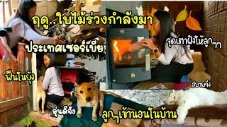 EP.236| ปีแรกที่เซอร์เบีย ฤดูใบไม้ร่วง🍁กำลังมา เริ่มเย็นหนาว วันนี้ 9 องศา จุดฟืนเตาฝิงไฟในบ้าน