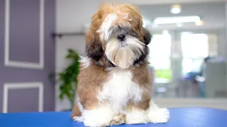 5 MONTH OLD SHIHTZU PUPPY, FIRST GROOMING ✂️❤️🐶