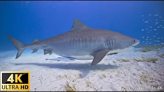 Our Planet | Animals Of Ocean 4K: Shark (4K ULTRA HD) - Scenic Relaxation Film With Calming Music