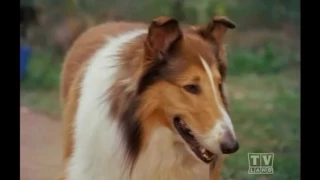 The Holdens Lassie (Season 19 Eps 15 The Visitor)