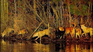 The American Dingo: Carolina Dogs~ History from Home