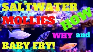 SALTWATER MOLLIES HOW, WHY AND BABY FRY (HOW TO ACCLIMATE FRESHWATER MOLLIES TO SALTWATER)