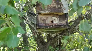 Проверка ловушек на пчёл. И снова пчёлы на деревьях дома.