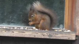 Red Squirrel & Friends on a Mission in the Lake District