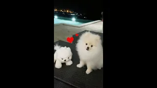 Tik Tok Chó Phốc Sóc Mini 😍 Funny and cute Pomeranian puppy! 🐶 Pets Small Stories #shorts