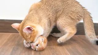 Kitten Jiro playfully teased the mother cat and was punished by his mother cat