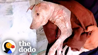 Puppy Was Lifeless Until She Heard Her Rescuers | The Dodo