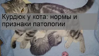 Курдюк у кота: нормы и признаки патологии