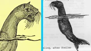 The Mystery of Steller's Sea Ape