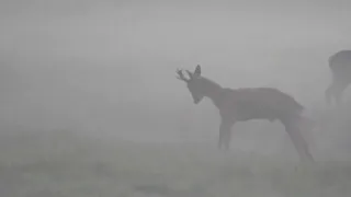 roe buck hunting in poland