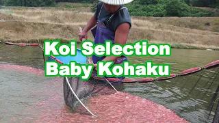 Selecting baby Koi in Japan | Kohaku selection guide [SENBETSU]