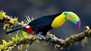 Keel Billed Toucans: Nature's Rainbow Birds!