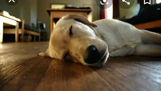 Что означает поза,в которой спит ваш пёс?