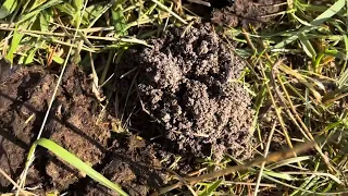 The dung beetles have showed up at our bull farm!