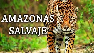 Amazonas Salvaje - La Cuna De La Vida Documental 2020