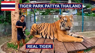 🇹🇭 Played With Real Tiger in Tiger Park Pattya Thailand