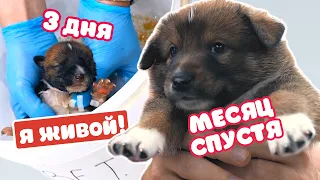 Щенок выжил это чудо! Мы УДИВЛЕНЫ каким он стал!