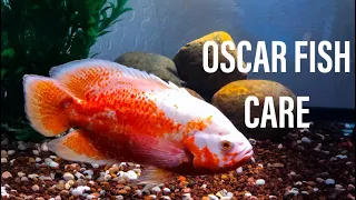 Oscar Fish Care