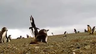 Polluelos de Pingüino de Magallanes