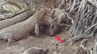 komodo brutal eat big pig😱