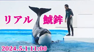 健気なルーナの「リアルしゃちほこ」可愛すぎ♥ 鴨川シーワールド シャチショー KamogawaSeaWorld  orca killerwhale