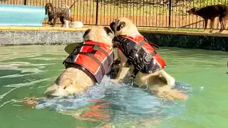 Sister Pug Puppies; Meeko and Cutie Pie swimming