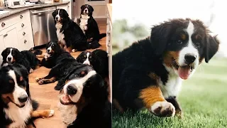 LIVING WITH 14 BERNESE MOUNTAIN DOGS!!! Ep.1 || vlog006