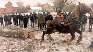 З'ЇЗД ФІРМАНІВ В БОЛЕХОВІ/ПРОБА КОНЕЙ/КОНІ В УКРАЇНІ!!! HORSE PULLS!