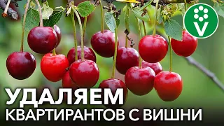 НЕ ОТДАЙТЕ ВАШ УРОЖАЙ ВИШНЕВОЙ МУХЕ! Чем обработать вишню и черешню в начале июня.