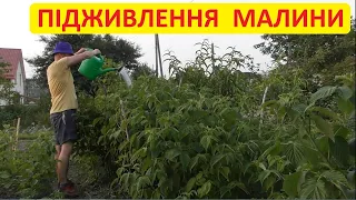 Підживлення малини без хімії. Як та чим я підживлюю ремонтантну малину