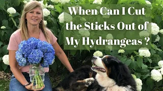 When Can I Cut the Sticks Out of My Hydrangeas ?