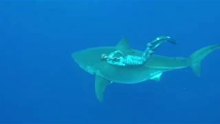 Hawaii Great White Ocean Ramsey. SAVE SHARKS!