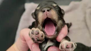 AZ Copper Star Ranch Miniature Schnauzer puppies,  CSR Rosie x CSR Blink,  1 week, 3/19/22