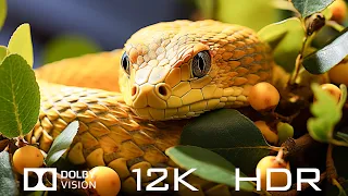 Dolby Vision 12K HDR 120 FPS - Amazing Animal World And Relaxing Piano Music with Natural Sounds