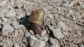 Fascinating snail moves