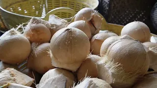 super cutting speed coconut 1000 coconuts per hour coconut farm -Thai Street Food