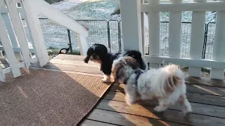 (Shih Tzu Zone) Playtime