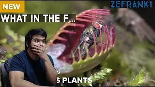 True Facts : Carnivorous Plants (zefrank1) CG Reaction