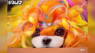 Safe Dog Hair Dye Temporary Semi-Permanent Color for Pets