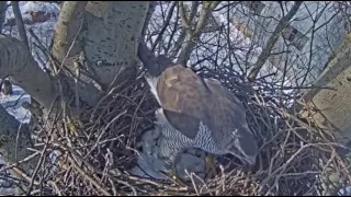 / Goshawk / Jastrząb w gnieździe 09 .03 2017 r